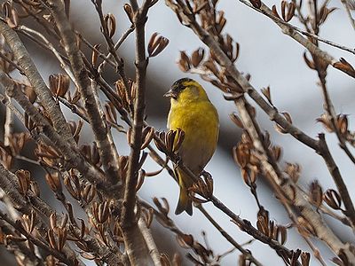 写真:頭からお腹にかけて鮮やかな黄色のマヒワ