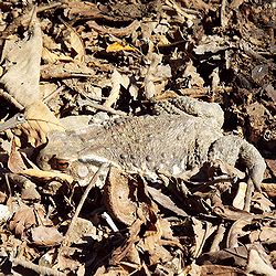 写真:落ち葉の布団をとられたヒキガエル