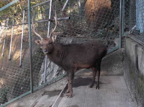 ヤクシカの写真