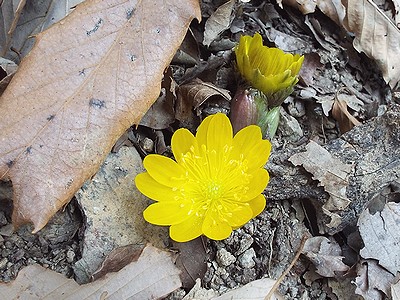 光沢のある黄色い花、フクジュソウ