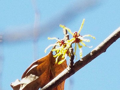 写真:細いリボン状の花びらをひらいたマンサク