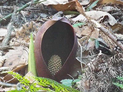 写真:湿地に生えるザゼンソウ