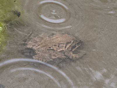 写真:ヤマアカガエルのペアが水中でじっとしている