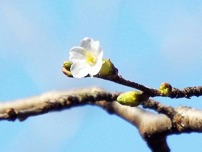 写真:チョウジザクラの花と蕾