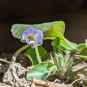 写真:薄紫のアオイスミレ