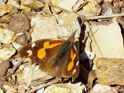 写真:頭部がとがることからテングチョウ