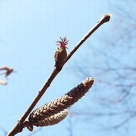 写真:イソギンチャクのような花、ツノハシバミ