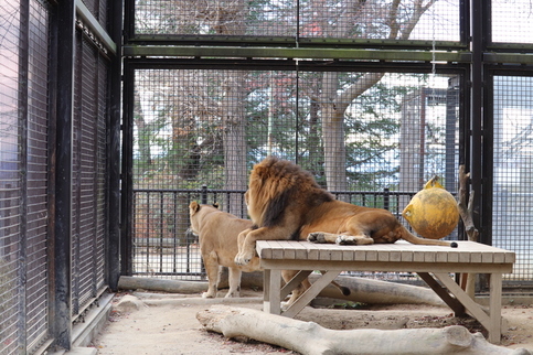 工事の様子を見る2頭のライオンの写真