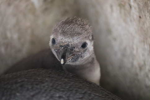 フンボルトペンギンのヒナの写真