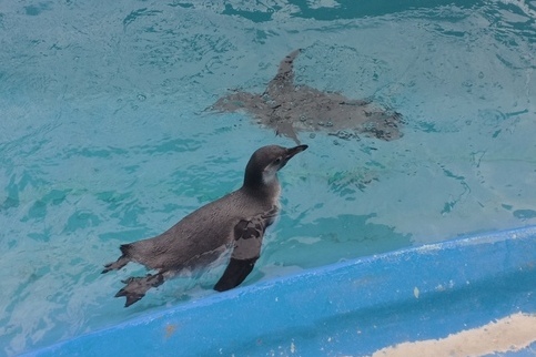 プールの中を泳ぐこどものペンギンの写真