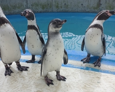 こどもペンギン1話と先輩ペンギン3羽の写真