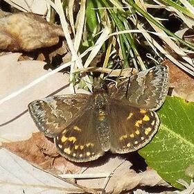 写真：茶色い羽にオレンジの小さい紋がはいるミヤマセセリ