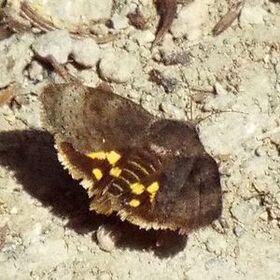 写真:触角も蝶に似たニホンセセリモドキ