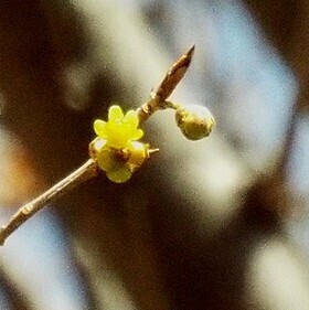 写真:アブラチャンの花