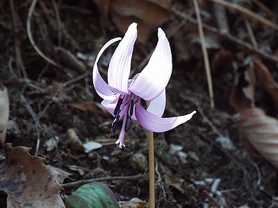 写真:薄ピンク色のカタクリの花