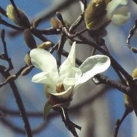 写真:拡大したコブシの花