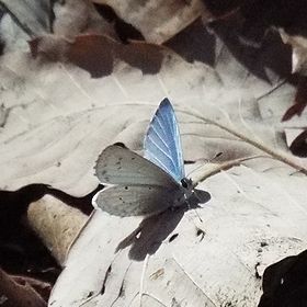 写真:羽を開くと薄い水色の蝶、ルリシジミ