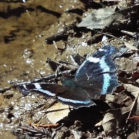写真:水色のラインのある蝶、ルリタテハ