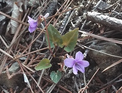 写真:落ち葉のすきまから花を咲かすシハイスミレ