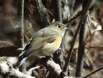 写真:枝にとまるルリビタキのメス