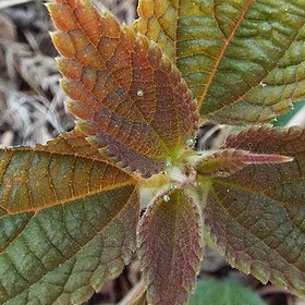写真:やわらかい芽生えたばかりの葉に産みつけられた卵