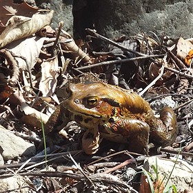 写真:アズマヒキガエル