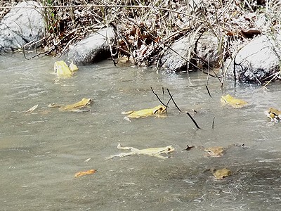 写真:池に何匹ものアズマヒキガエルが集合