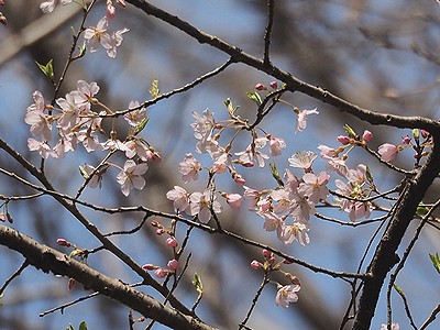 写真:山では早咲の桜エドヒガン