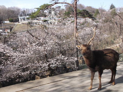 シカと桜の写真