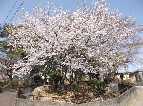 タヌキ山の桜の写真