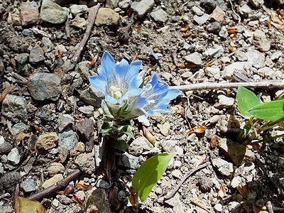 写真:青紫色の花、フデリンドウ