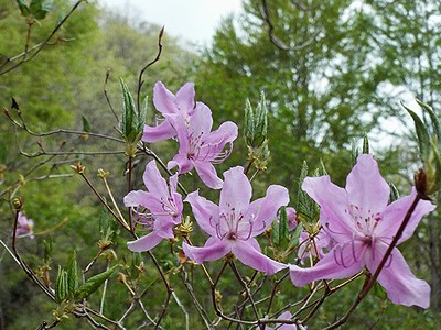 写真:ピンク色の花トウゴクミツバツツジ