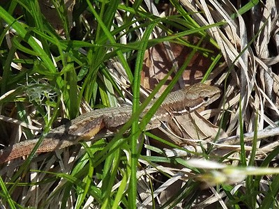 写真:うろこがカサカサしているニホンカナヘビ