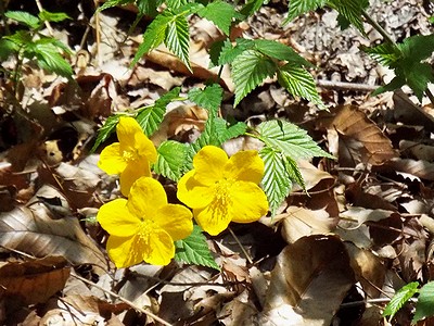 写真:黄色いヤマブキの花