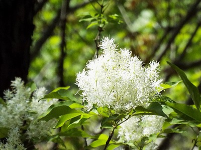 写真:白いブラシのような花、マルバアオダモ