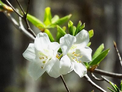 写真:清楚な白い花シロヤシオ
