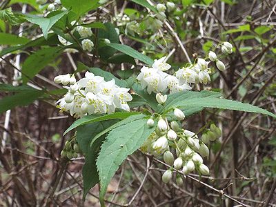 写真：ふさ状に花を咲かすヒメウツギ