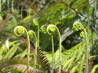 写真:新芽がネコの手のようなウラジロ