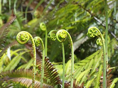 写真：新芽がネコの手のようなウラジロ