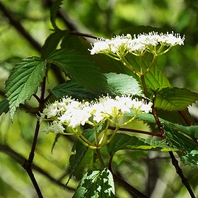 写真:里山の代表種ミヤマガマズミ