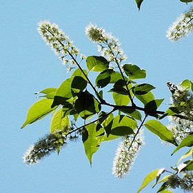 ブラシのようなふさ状に小花をつけるウワミズザクラ