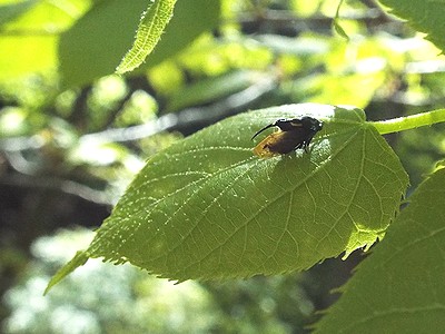 写真:角がかっこいいタケウチトゲアワフキ