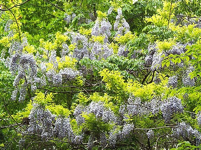 写真:満開のフジの花