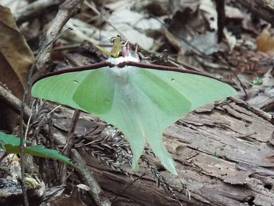 写真:薄緑色の大型の蛾、オオミズアオ