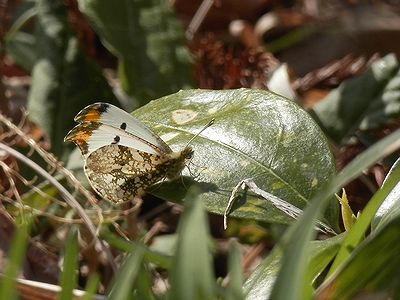 写真:羽の先にオレンジ色があるツマキチョウのオス