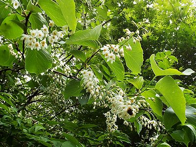 写真:白い花が満開のハクウンボク