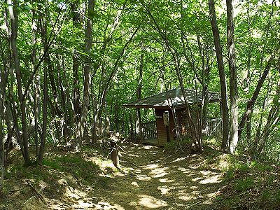 写真：木漏れ日のおちる園内風景