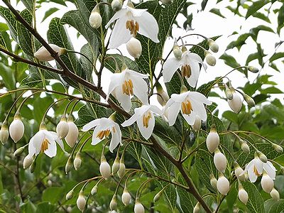 写真：下向きに花を咲かすエゴノキ