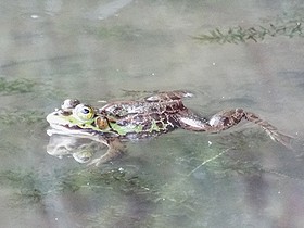 写真:水から顔をだすトウキョウダルマガエル