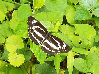 茶褐色の羽に三本の白い線があるミスジチョウ